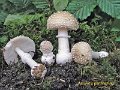 Amanita pantherina-amf222